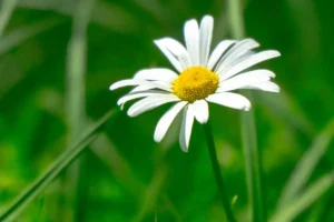 Descubre todas las partes de una margarita y su función principal